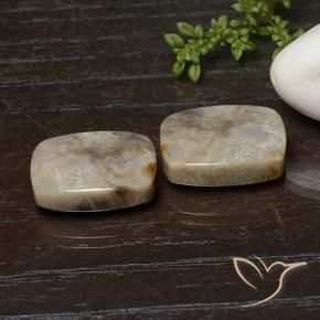 25.74 ctw Multicolor Fossil Coral Stones, Natural Fossil Coral in Cushion Cabochon Shape for Sale