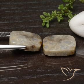Fossil Coral Gemstones in 18 x 13 mm (calibrated) Size for Sale, Fossil Coral Stones in Multicolor Color