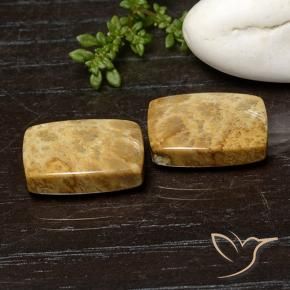 21.42 ctw Multicolor Fossil Coral Stones, Natural Fossil Coral in Cushion Cabochon Shape for Sale