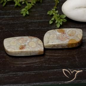 25.07 ctw Multicolor Fossil Coral Stones, Natural Fossil Coral in Fancy Cabochon Shape for Sale