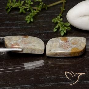 Fossil Coral Gemstones in 20.2 x 11.5 mm Size for Sale, Fossil Coral Stones in Multicolor Color