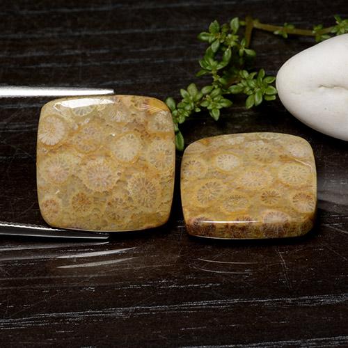 Mehrfarbig Korallen-Fossil Edelstein - 18.6ct Quadrat Cabochon (ID: 482152)