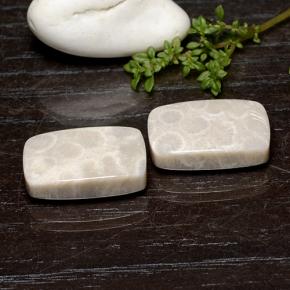 25.59 ctw Multicolor Fossil Coral Stones, Natural Fossil Coral in Cushion Cabochon Shape for Sale