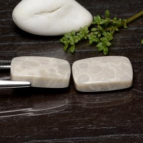 Fossil Coral Gemstones in 19.1 x 12.3 mm Size for Sale, Fossil Coral Stones in Multicolor Color