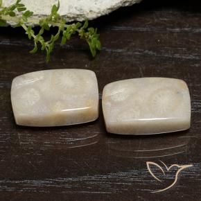 21.67 ctw Multicolor Fossil Coral Stones, Natural Fossil Coral in Cushion Cabochon Shape for Sale