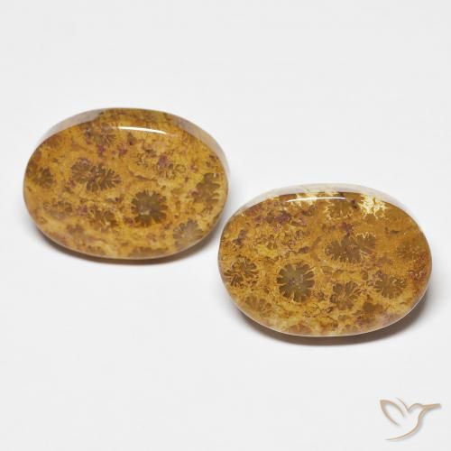 21.12ctw Natural Multicolor Fossil Coral, Oval, Opaque