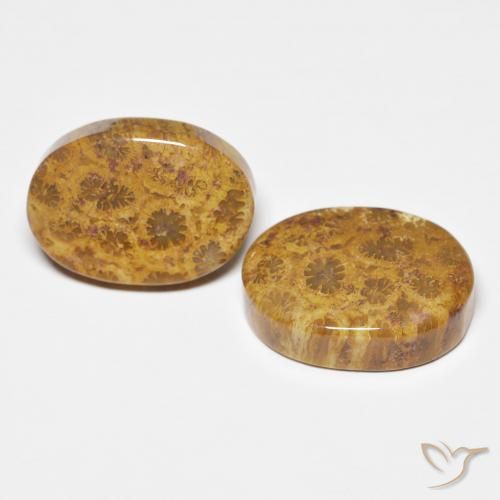 21.12 ctw Multicolor Fossil Coral Stones, Natural Fossil Coral in Oval Cabochon Shape for Sale
