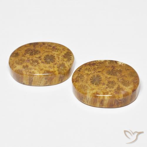 Fossil Coral Gemstones in 17.1 x 12.1 mm Size for Sale, Fossil Coral Stones in Multicolor Color