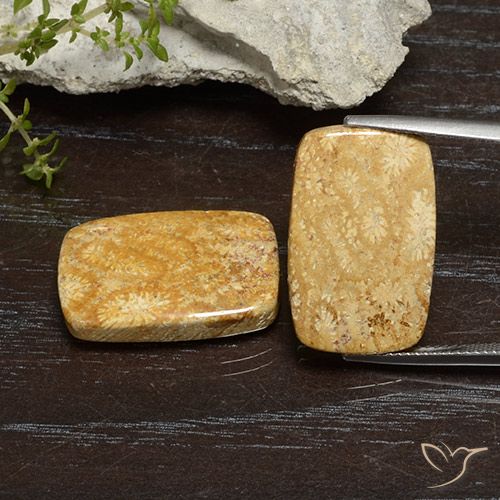 26.68ctw Natural Multicolor Fossil Coral, Cushion, Opaque