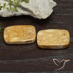 26.68 ctw Multicolor Fossil Coral Stones, Natural Fossil Coral in Cushion Cabochon Shape for Sale