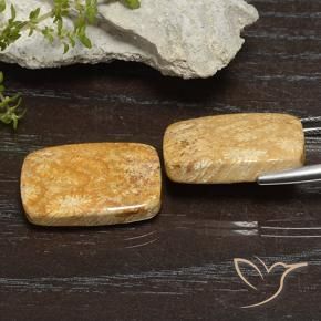 Fossil Coral Gemstones in 21.8 x 13.8 mm Size for Sale, Fossil Coral Stones in Multicolor Color