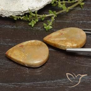 Fossil Coral Gemstones in 22 x 14.9 mm Size for Sale, Fossil Coral Stones in Multicolor Color