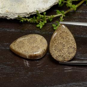 10.7ct Pear Cabochon Multicolor Fossil Coral Gem for sale 10.7ct Pear Cabochon Multicolor Fossil Coral Gem (ID: 482198)