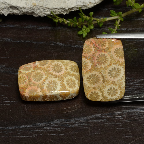 Multicolor Fossil Coral Gem - 13.1ct Cushion Cabochon (ID: 482199)