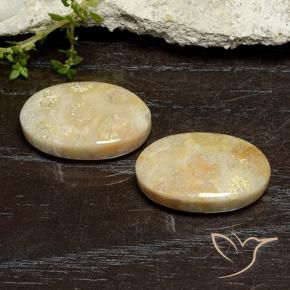 24.96 ctw Multicolor Fossil Coral Stones, Natural Fossil Coral in Oval Cabochon Shape for Sale