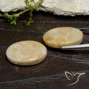 Fossil Coral Gemstones in 20.8 x 13.3 mm Size for Sale, Fossil Coral Stones in Multicolor Color