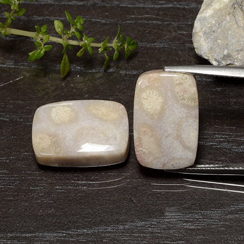 Multicolor Fossil Coral Gem - 12.5ct Cushion Cabochon (ID: 482203)
