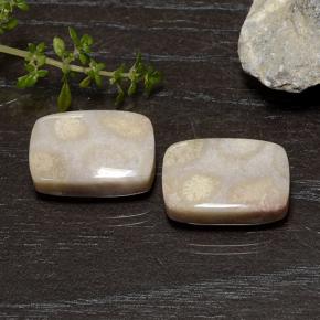 25.01 ctw Multicolor Fossil Coral Stones, Natural Fossil Coral in Cushion Cabochon Shape for Sale