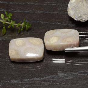 Fossil Coral Gemstones in 17.3 x 11.3 mm Size for Sale, Fossil Coral Stones in Multicolor Color