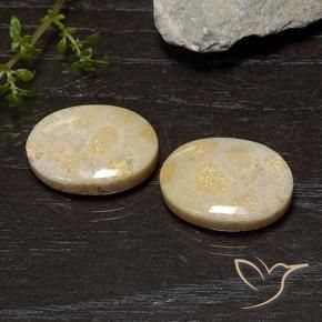20.54 ctw Multicolor Fossil Coral Stones, Natural Fossil Coral in Oval Cabochon Shape for Sale