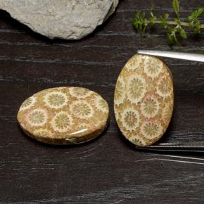 29.50 ctw Multicolor Fossil Coral Gemstones, Fossil Coral Gems in Oval Cabochon Shape for Sale.