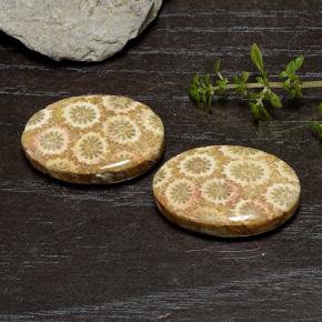 29.50 ctw Multicolor Fossil Coral Stones, Natural Fossil Coral in Oval Cabochon Shape for Sale
