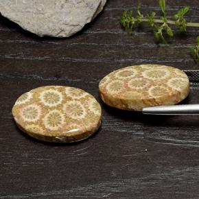 Fossil Coral Gemstones in 23.2 x 14.6 mm Size for Sale, Fossil Coral Stones in Multicolor Color