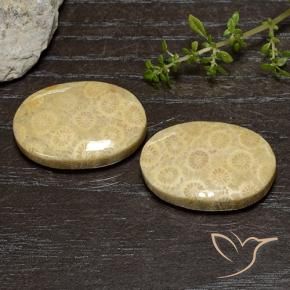 39.00 ctw Multicolor Fossil Coral Stones, Natural Fossil Coral in Oval Cabochon Shape for Sale