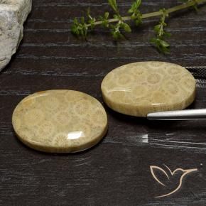 Fossil Coral Gemstones in 23.7 x 15.9 mm Size for Sale, Fossil Coral Stones in Multicolor Color