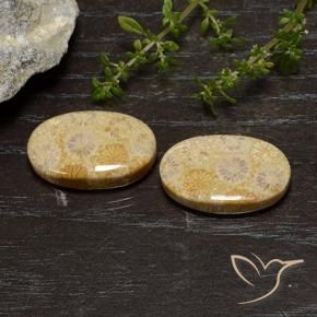 25.75 ctw Multicolor Fossil Coral Stones, Natural Fossil Coral in Oval Cabochon Shape for Sale