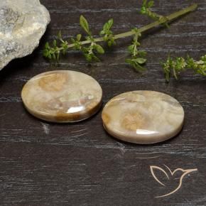 26.83 ctw Multicolor Fossil Coral Stones, Natural Fossil Coral in Oval Cabochon Shape for Sale