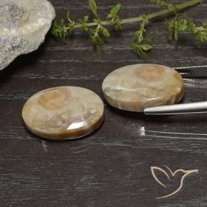 Fossil Coral Gemstones in 20.4 x 13.2 mm Size for Sale, Fossil Coral Stones in Multicolor Color