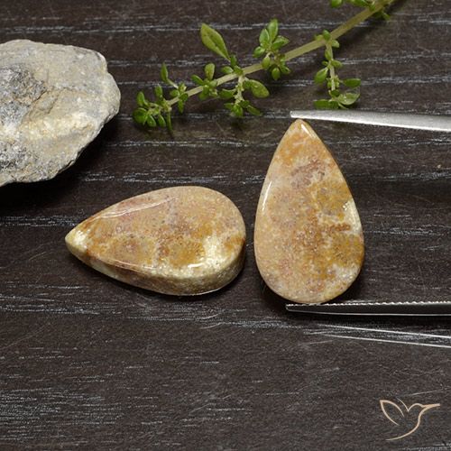 25.11 ct Pear Fossil Coral, 20.8 x 12.3 mm From Indonesia, Photo A