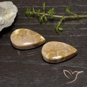 25.11 ctw Multicolor Fossil Coral Stones, Natural Fossil Coral in Pear Cabochon Shape for Sale