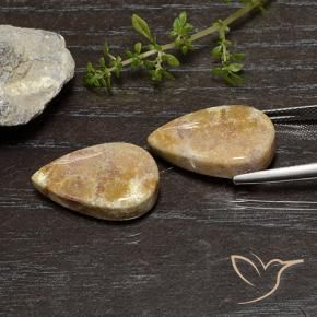 Fossil Coral Gemstones in 20.8 x 12.3 mm Size for Sale, Fossil Coral Stones in Multicolor Color