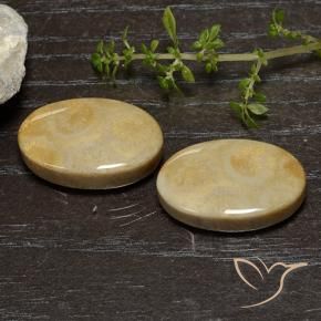 27.16 ctw Multicolor Fossil Coral Stones, Natural Fossil Coral in Oval Cabochon Shape for Sale
