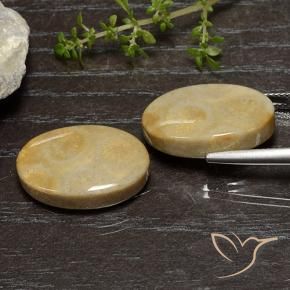 Fossil Coral Gemstones in 20.3 x 12.7 mm Size for Sale, Fossil Coral Stones in Multicolor Color