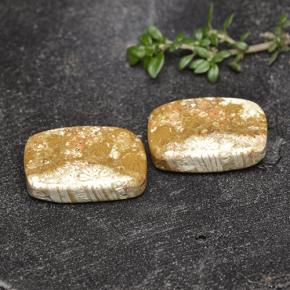 16.41 ctw Multicolor Fossil Coral Stones, Natural Fossil Coral in Cushion Cabochon Shape for Sale