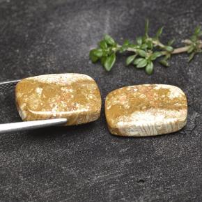 Fossil Coral Gemstones in 16.5 x 11.4 mm Size for Sale, Fossil Coral Stones in Multicolor Color