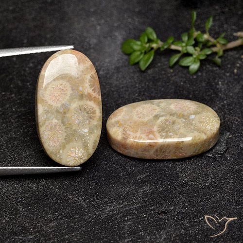 19.57 ct Oval Fossil Coral, 18.9 x 10.5 mm From Indonesia, Photo A
