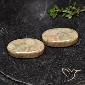 19.57 ctw Multicolor Fossil Coral Stones, Natural Fossil Coral in Oval Cabochon Shape for Sale