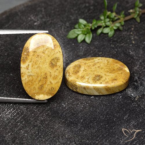 19.91 ct Oval Fossil Coral, 18.7 x 11.9 mm From Indonesia, Photo A