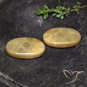 18.93 ctw Multicolor Fossil Coral Stones, Natural Fossil Coral in Oval Cabochon Shape for Sale