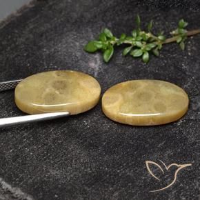 Fossil Coral Gemstones in 19.4 x 12 mm Size for Sale, Fossil Coral Stones in Multicolor Color