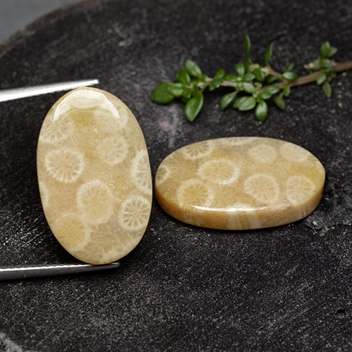 Multicolor Fossil Coral Gem - 12.2ct Oval Cabochon (ID: 495455)