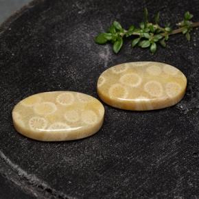 24.38 ctw Multicolor Fossil Coral Stones, Natural Fossil Coral in Oval Cabochon Shape for Sale