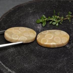 Fossil Coral Gemstones in 21.3 x 13.3 mm Size for Sale, Fossil Coral Stones in Multicolor Color