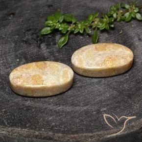 26.31 ctw Multicolor Fossil Coral Stones, Natural Fossil Coral in Oval Cabochon Shape for Sale