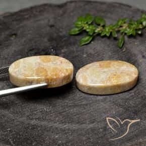 Fossil Coral Gemstones in 20.6 x 12 mm Size for Sale, Fossil Coral Stones in Multicolor Color