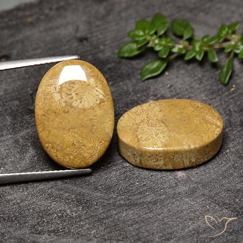 Par de Coral Fósil Ovalada a juego de 17,1 x 12,4mm - Peso 20,5 ct en total / promedio. 10,25 ct cada uno, piedra preciosa natural No tratado, color Multicolor con claridad Opaco, dureza Mohs 6.5 - 7 Adecuado para joyas de uso diario, Photo A